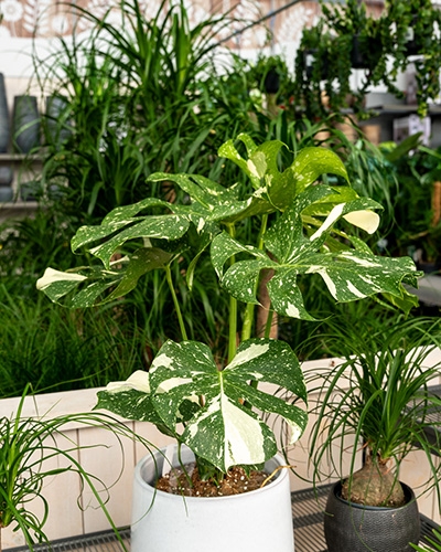 Grande Monstera variegata aux feuilles panachées blanc et vert dans un pot, entourée d'autres plantes dans une serre.